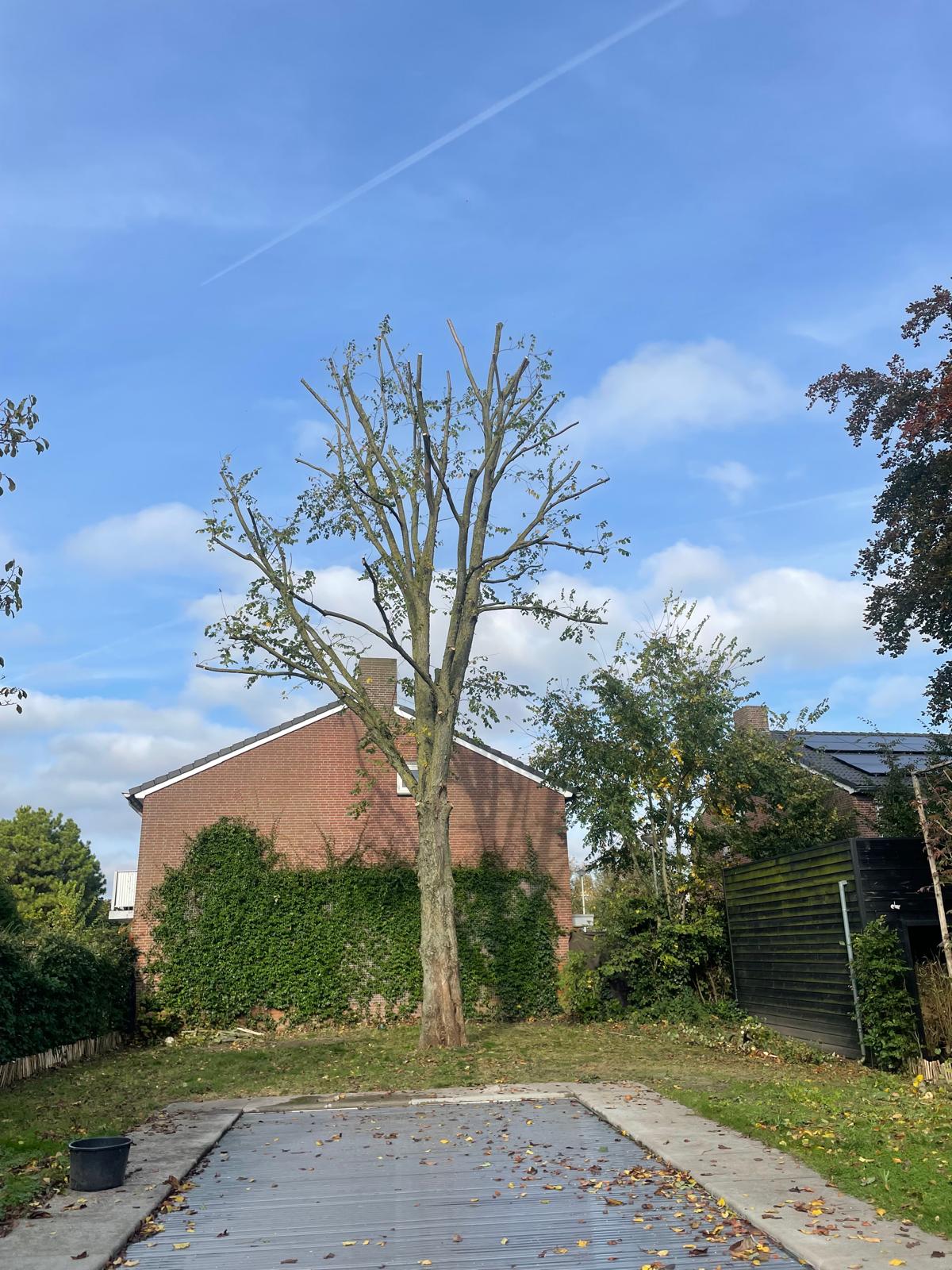 Iep na krooninneming in particuliere tuin