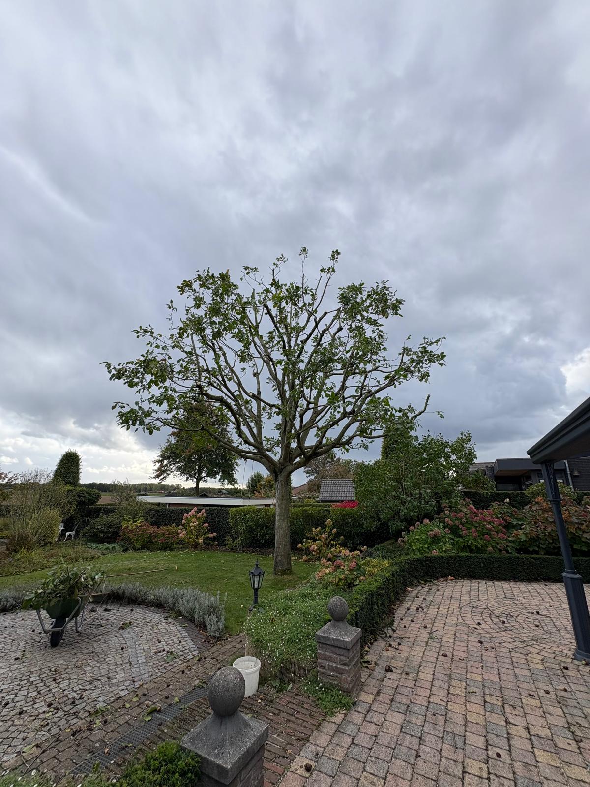 Professioneel gesnoeid boom in tuin